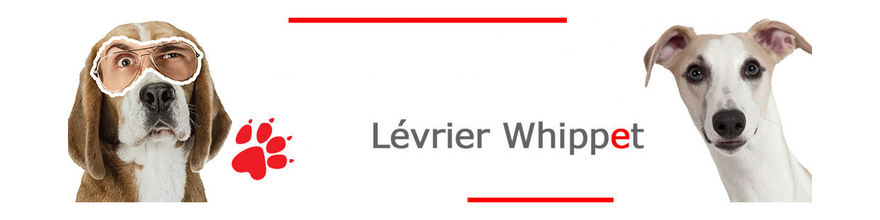 Lévrier Whippet – Plaques, stickers et porte-clés