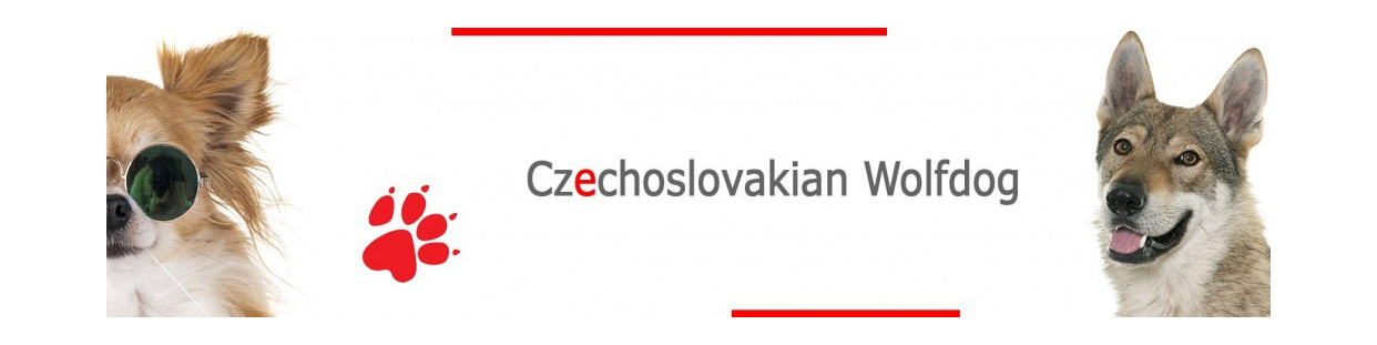 Czechoslovakian Wolfdog Signs, Plaques and Stickers