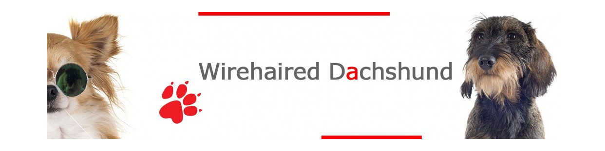 Wire-Haired Dachshund Signs, Plaques and Stickers