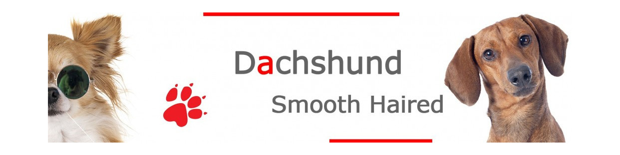 Smooth-Haired Dachshund Signs, Plaques and Stickers