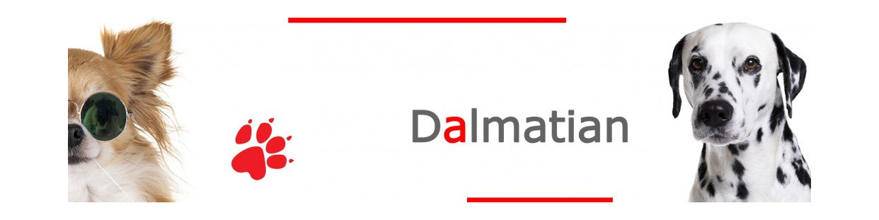 Dalmatian Signs, Plaques and Stickers