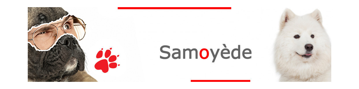 Samoyède – Plaques, stickers et porte-clés