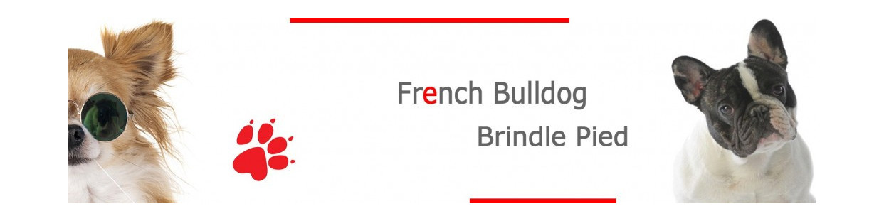 Brindle Pied French Bulldog Signs, Stickers & Keychains