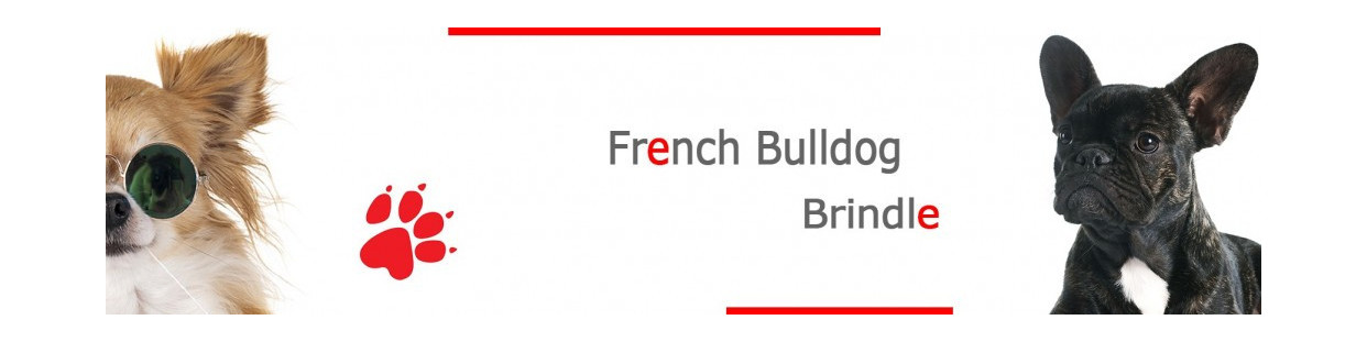 Brindle French Bulldog Signs, Stickers & Keychains