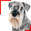 Schnauzer Poivre et Sel