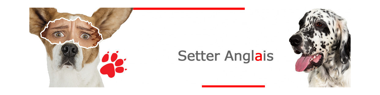 Setter Anglais – Plaques, stickers et porte-clés