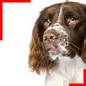Springer Spaniel