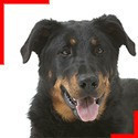 Beauceron