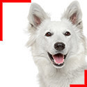 Berger Blanc Suisse