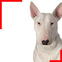 Bull Terrier Blanc