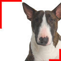 Bull Terrier Bringé