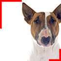 Bull Terrier Fauve