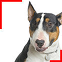 Bull Terrier Tricolore