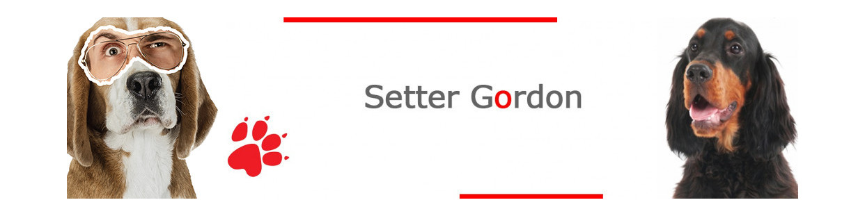 Setter Gordon – Plaques, stickers et porte-clés