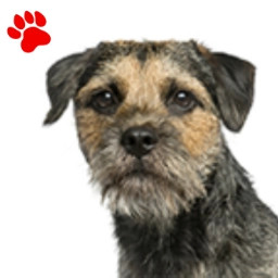 Border Terrier