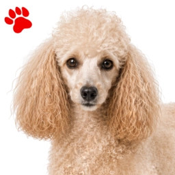 Caniche