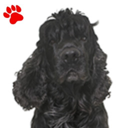 Cocker Américain