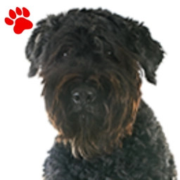 Bouvier des Flandres