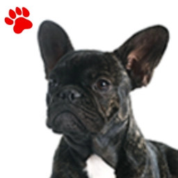 Bouledogue Noir Bringé