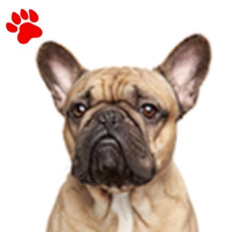 Bouledogue Fauve