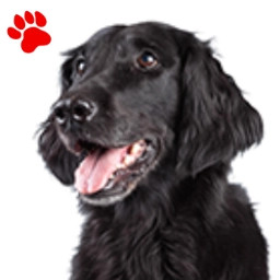 Flat Coated Retriever