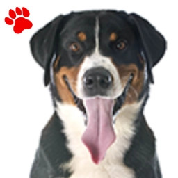 Bouvier Suisse