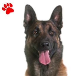 Malinois