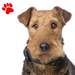 Airedale Terrier