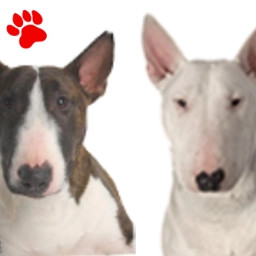 Bull Terrier (4 couleurs)
