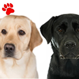 Labrador (3 couleurs)