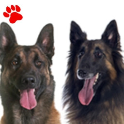Les 4 Bergers Belges