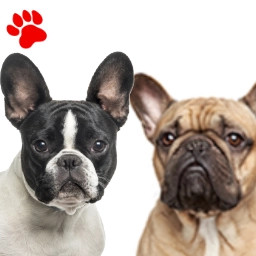 Bouledogue Français