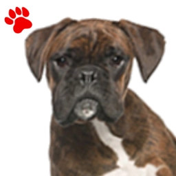 Boxer Bringé