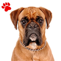 Boxer Fauve