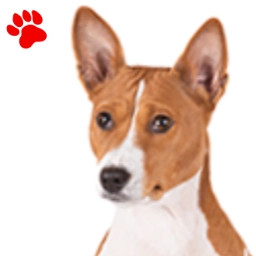 Basenji