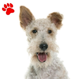 Fox Terrier