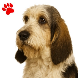 Basset G. Vendéen