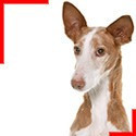 Podenco d'Ibiza