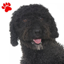 Chien d'eau Espagnol