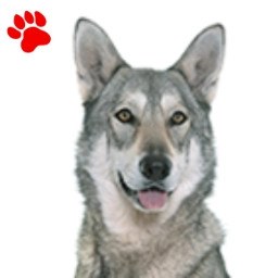 Chien Loup Saarloos