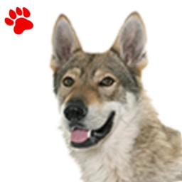Chien Loup Tchécoslovaque