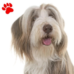 Bearded Collie