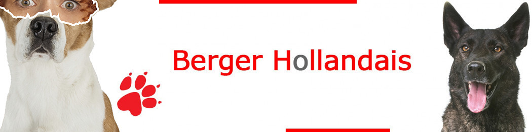 Berger Hollandais