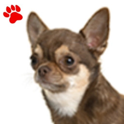 Chihuahua poils courts