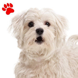 Bichon Maltais
