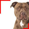 Pit bull