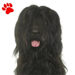 Briard