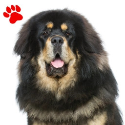 Dogue du Tibet