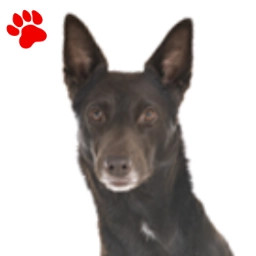 Kelpie