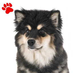 Chien Finnois